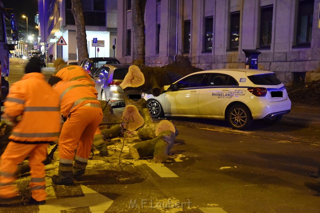 Baum auf PKWs Koeln Mitte Rheinuferstr Goldgasse P023.JPG - Miklos Laubert